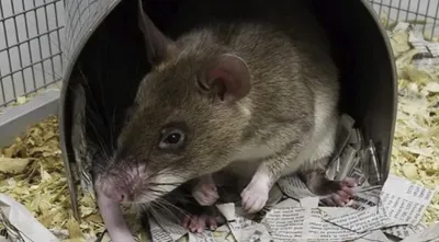 Очаровательная крыска на прекрасной фотографии, доступной для скачивания
