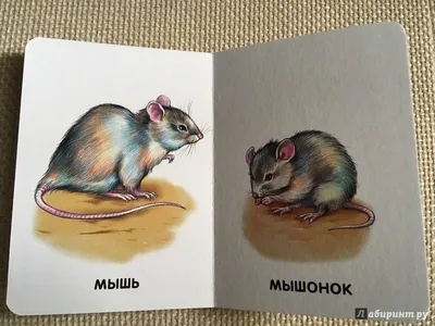 Уникальное изображение крысенка, чтобы поднять настроение на некоторое время