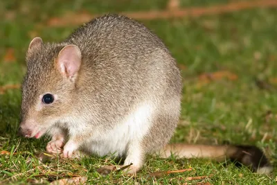 Фотография маленького детеныша крысы с особыми эффектами, чтобы удивить вас