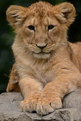 Детеныш Льва  фото