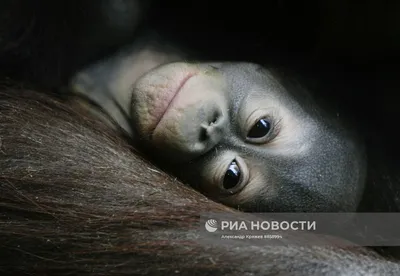 Фотка милого обитателя джунглей: детеныш орангутанга