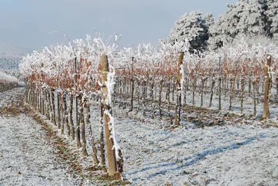 Изображения Девичьего винограда: красивые фотографии