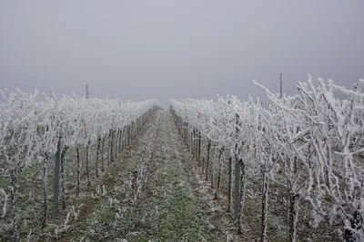 Выберите формат: Девичий виноград зимой в WebP