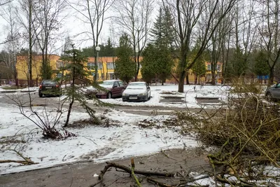 Взгляд в природу: девушки в окружении деревьев