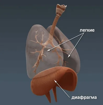 Изучение анатомии: Диафрагма человека в JPG, PNG и WebP