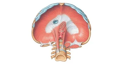 Исследование внутреннего мира: Размеры и форматы Диафрагмы человека