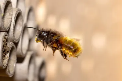 Дикая пчела  фото