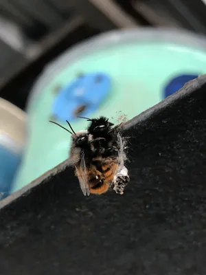 Природные фотографии диких пчел