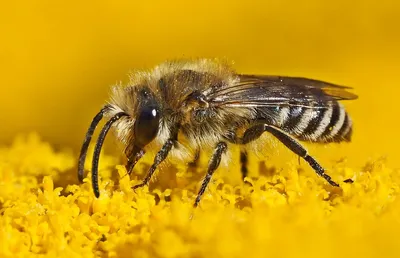 Новые фото Дикая пчела для скачивания