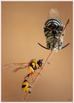 Фотографии дикой пчелы в дикой природе