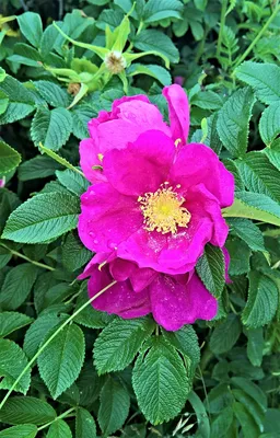 Розовая дикая роза на фото