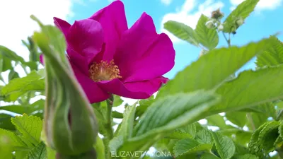 Фотография дикой розы в формате jpg для использования