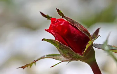 Фото дикой розы с широким выбором размеров