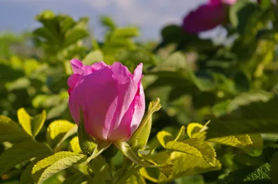 Уникальное фото дикой розы в формате webp