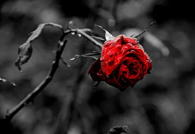 Загрузка фото дикой розы с выбором формата