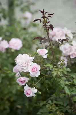 Изображение дикой розы для скачивания в формате jpg