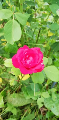 Фотография дикой розы для использования в разных форматах