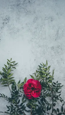 Привлекательная дикая роза на картинке в png формате