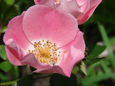 Уникальное фото дикой розы в формате webp