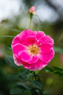Фото дикой розы на выбор с разными размерами и форматом