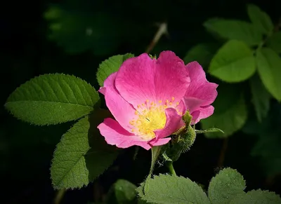 Варианты скачивания фото дикой розы в формате webp