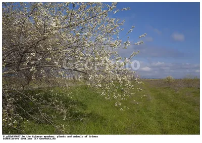 Удивительные фотографии дикой вишни