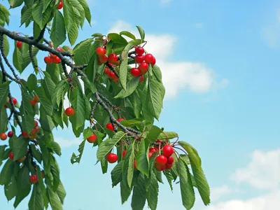 Свежие снимки дикой вишни для вашего выбора