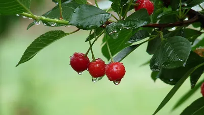 Арт-фото дикой вишни: творческое искусство природы