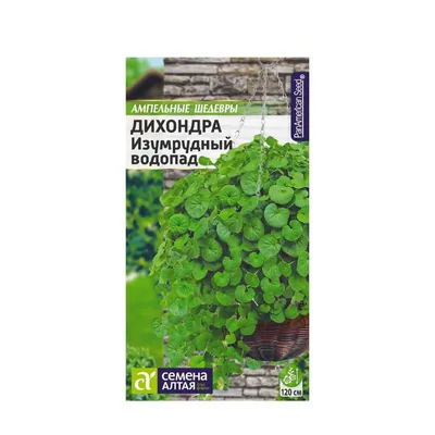 Оазис в зеленой пустыне: фото истинного Дихондры изумрудного водопада