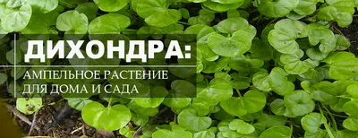 Путешествие в другое измерение: фотография дивного Дихондры изумрудного водопада