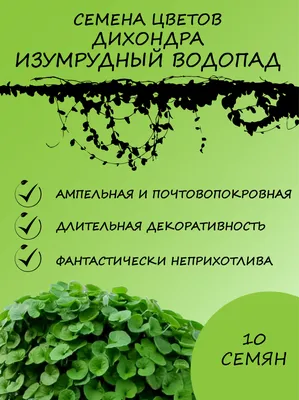 Погружение в зеленое чудо: фото пленительной Дихондры изумрудного водопада