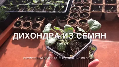 Фото на Андроид с изображением Дихондры Изумрудный водопад: прикосновение к природе на вашем устройстве