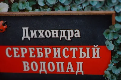 Бесплатные изображения дихондры серебристого водопада для загрузки