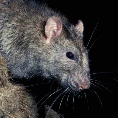 Загляни в мир дикого рода: фото крыс