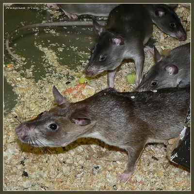 Открой ворота в мир природы: фотоотчёт о крысах