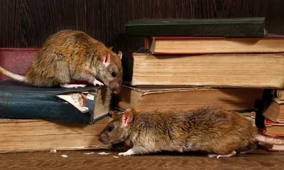 Фотографии, заставляющие задуматься: дикие крысы