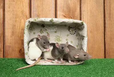 Перенесись в крысьи просторы: дикие крысы на фотографиях
