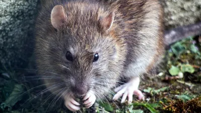 Погружение в удивительный мир крыс: фотоотчёт