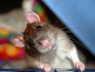 Отважные снимки дикой природы: фото крыс