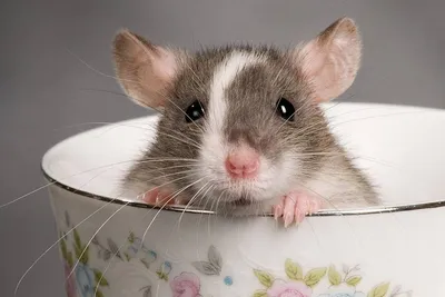 Фотографии, заставляющие замирать сердце: дикие крысы