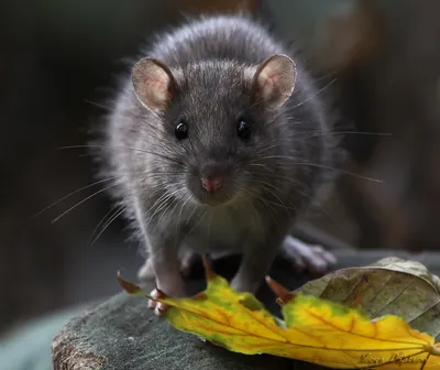 Фотографии, погрузившие в мир крыс: дикие крысы