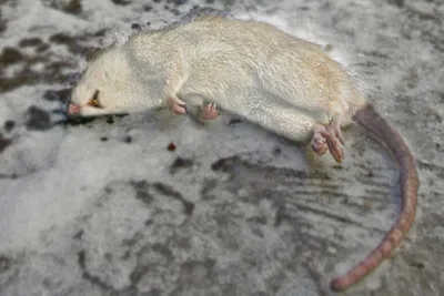 Отразились моменты дикого мира: дикие крысы на снимках
