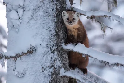 Зимний взгляд на дикую жизнь: фотографии фауны
