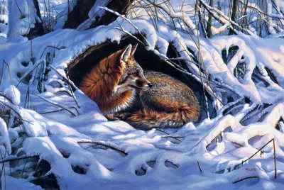 Изысканные моменты: зимние фотографии диких животных