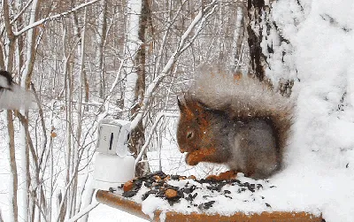 Фотографии зимнего волшебства среди диких животных