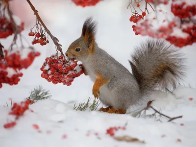 Зимний фотоальбом: картинки диких созданий