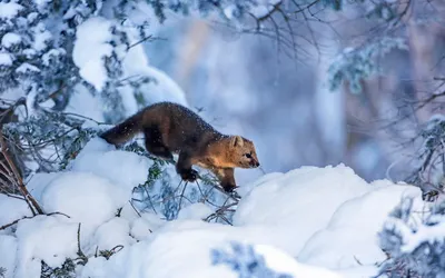 Снежные встречи с природой: фото дикой фауны