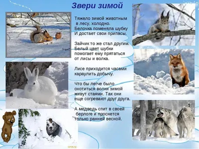 Зимний роман с природой: фотографии диких зверей