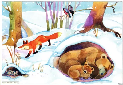 Зимний парад: красивые изображения диких животных