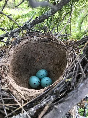 Изображения величественных птиц на природных фотографиях